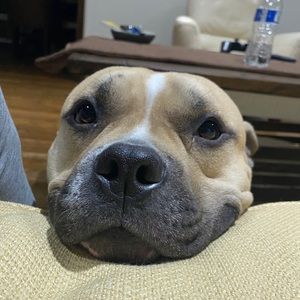 Meet your Posher, Shannon